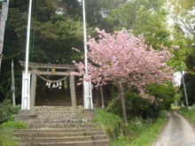 白山神社のフジ