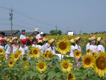 35万本のハイブリッドサンフラワーが咲き誇る「ひまわり村」