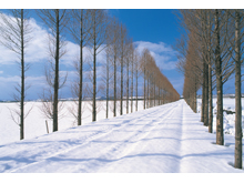 「冬ソナの道」とも呼ばれるメタセコイア並木路