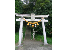 愛宕神社のアオハダ・シロダモ