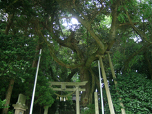 樹齢600年のスダジイが茂る「出雲神社」